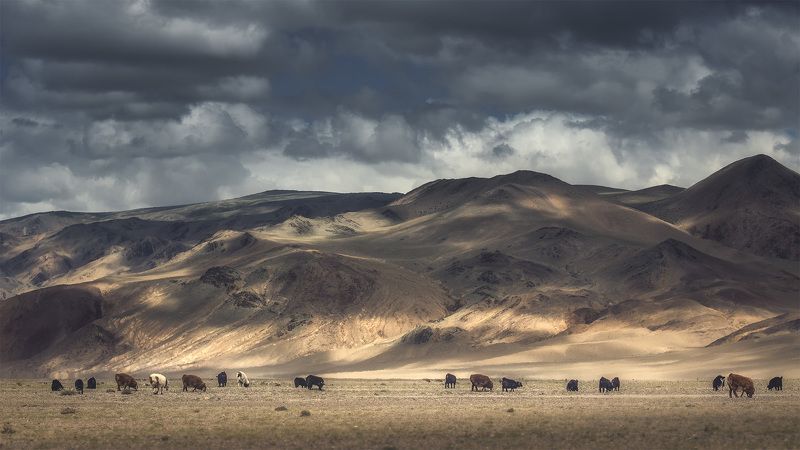 Небесные пастбища Монголииphoto preview