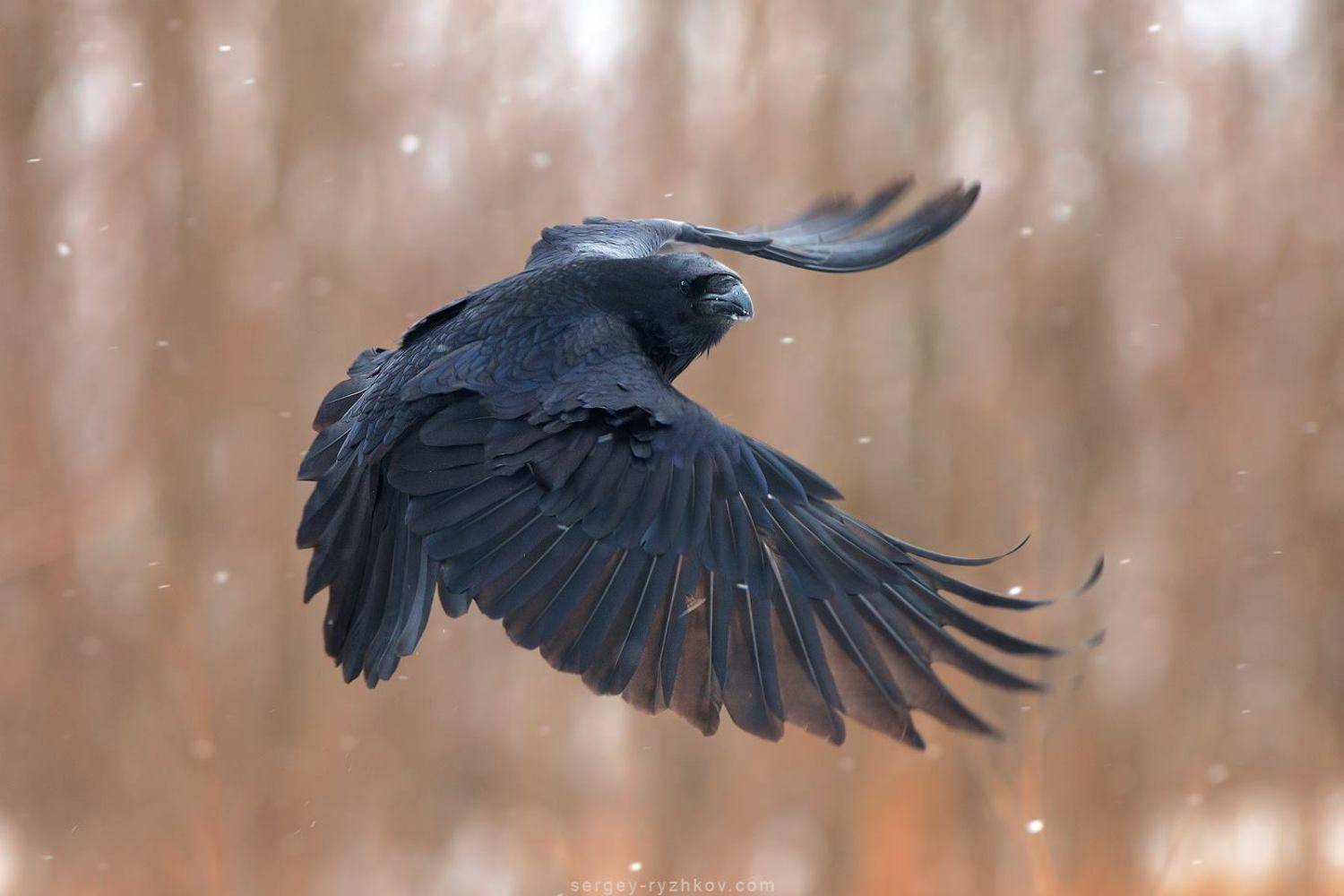 Ворон (Corvus corax). Автор: Сергей Рыжков raven, corvus corax, nature, bird, wildlife, ворон, птицы, животные, природа,, Сергей Рыжков