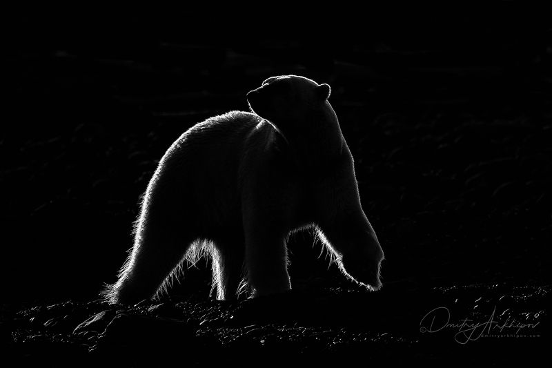 Белая  медведица в контровом свете.photo preview