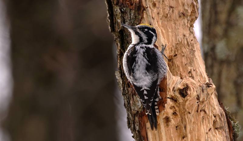 Трёхпалый дятелphoto preview