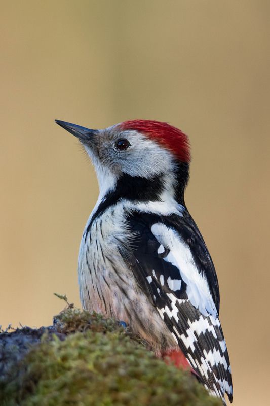 Średniak.photo preview