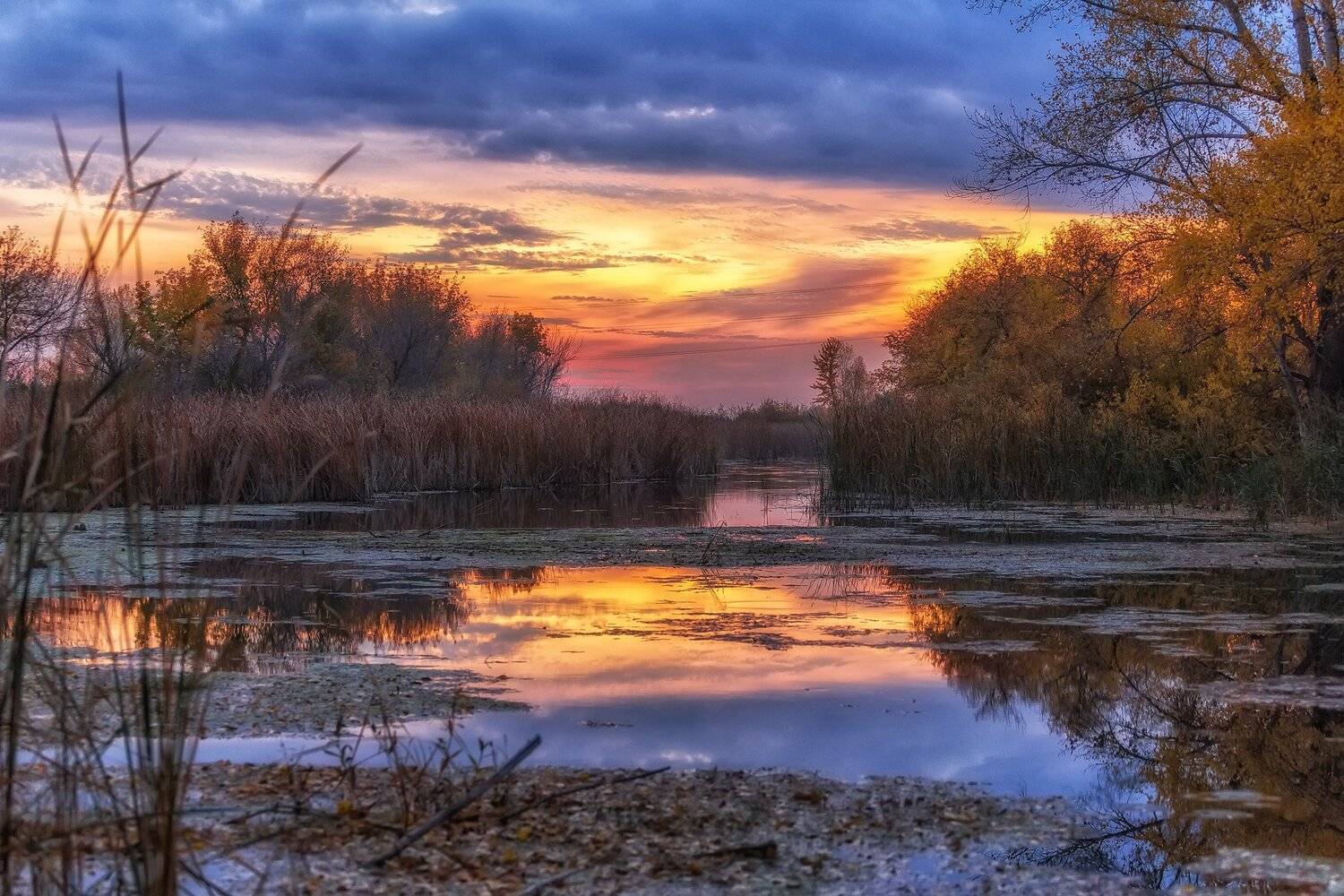 Утро на болотах . Автор: Павел Сагайдак , Павел Сагайдак