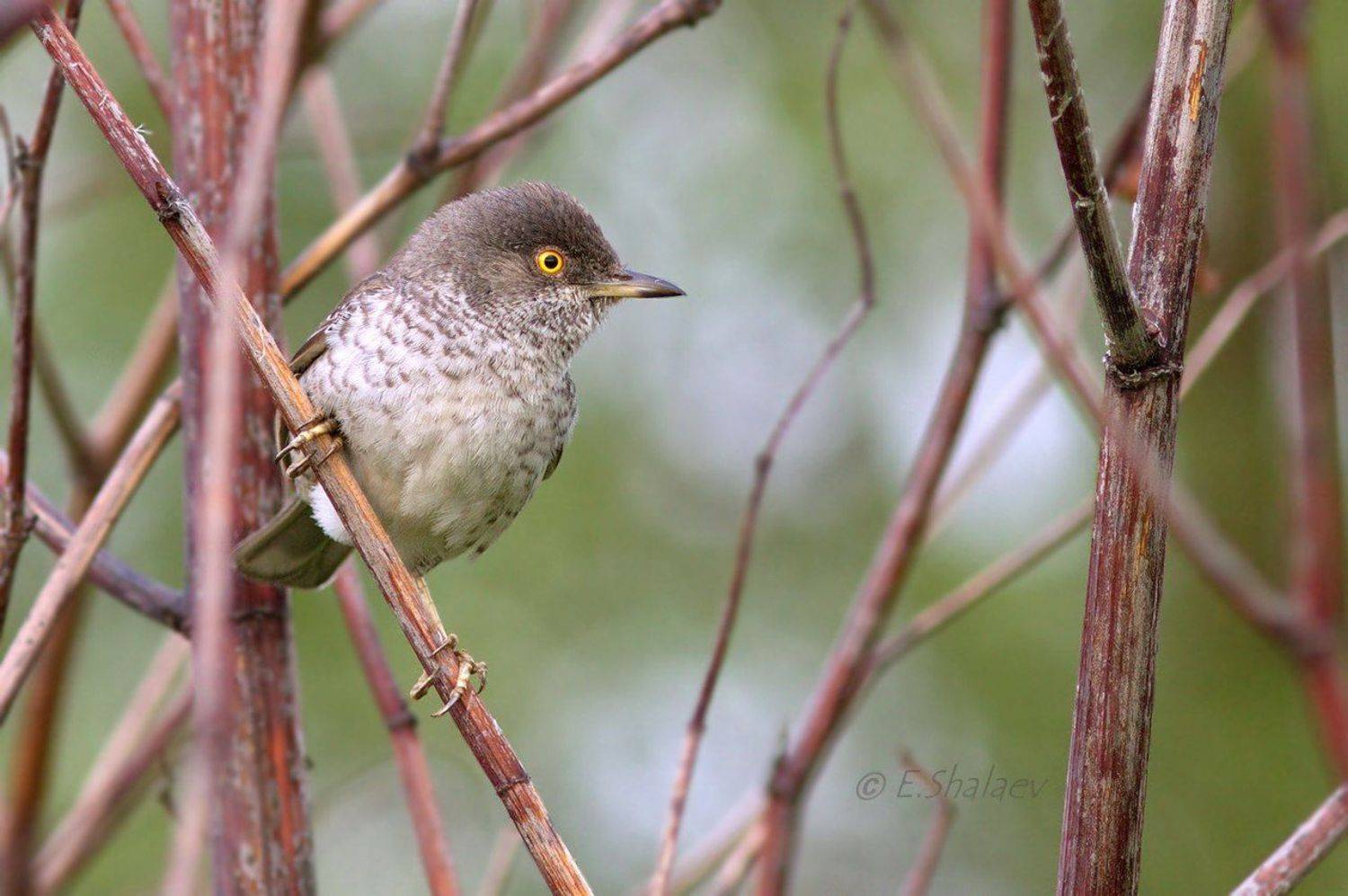 Глаз - алмаз !. Автор: Евгений ястребиная славка,sylvia nisoria,birds,птица,птицы,фотоохота, Евгений