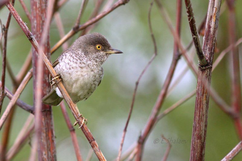 ястребиная славка,sylvia nisoria,birds,птица,птицы,фотоохота Глаз - алмаз !photo preview