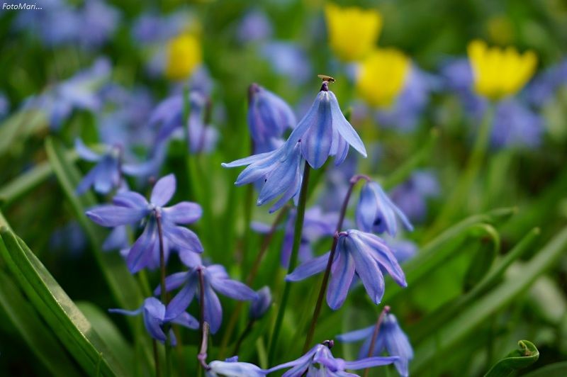 макро,весна,взгляд,первоцветы, Первоцветы.photo preview