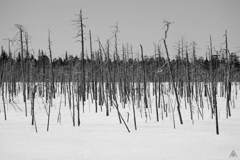 снег, болото, деревья Аритмияphoto preview