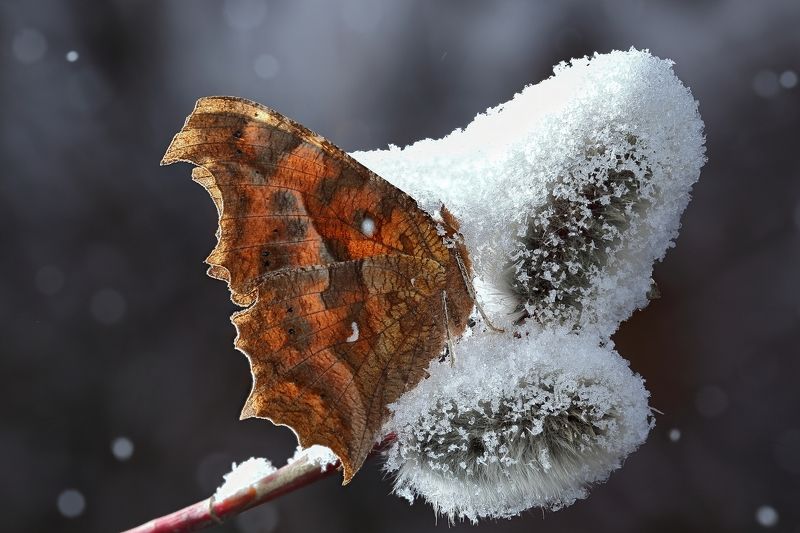 макросьемка Ночной снегопадphoto preview