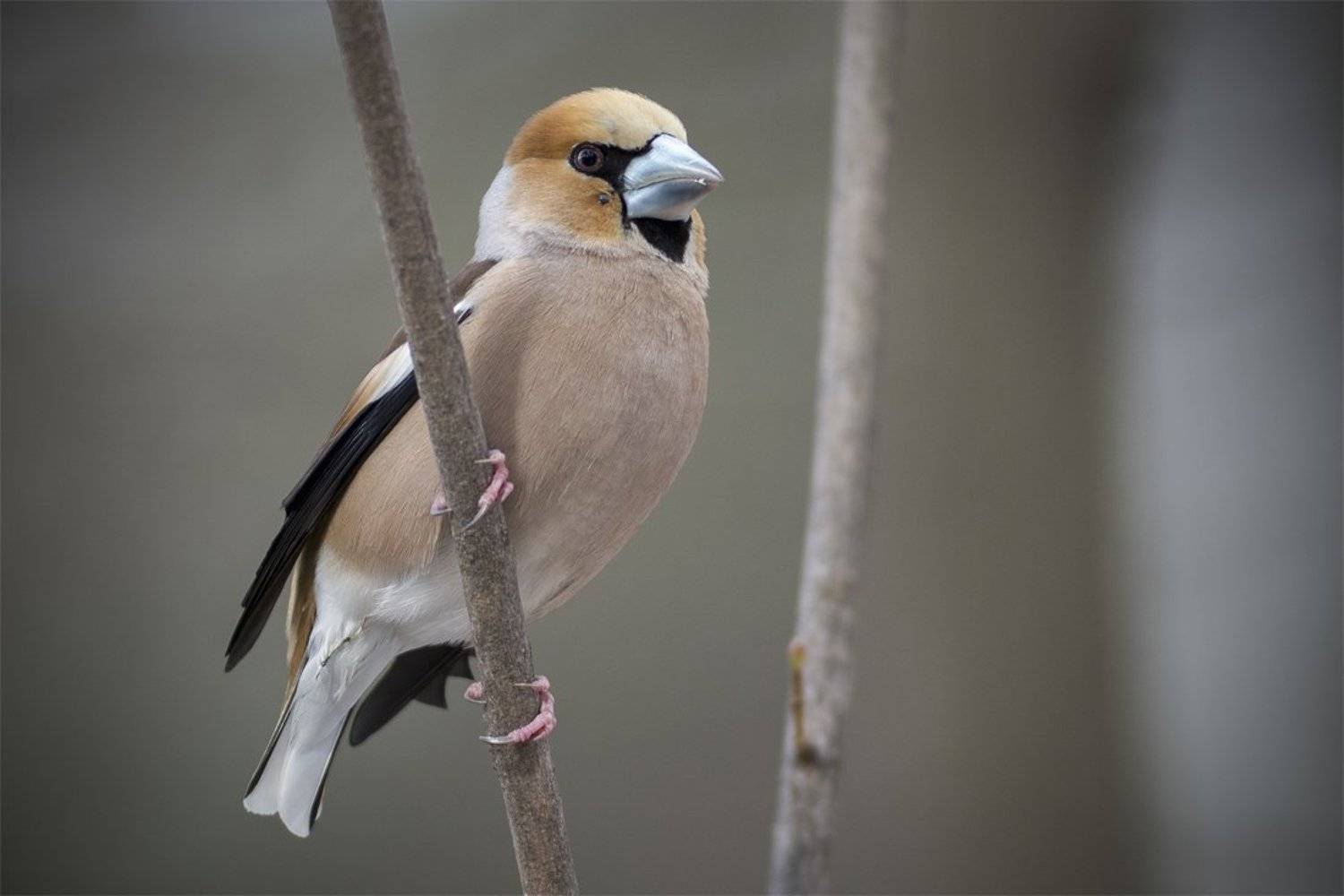 , Руслан Соколов