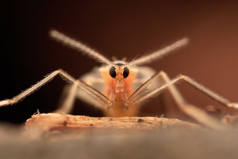 Галлицыphoto preview