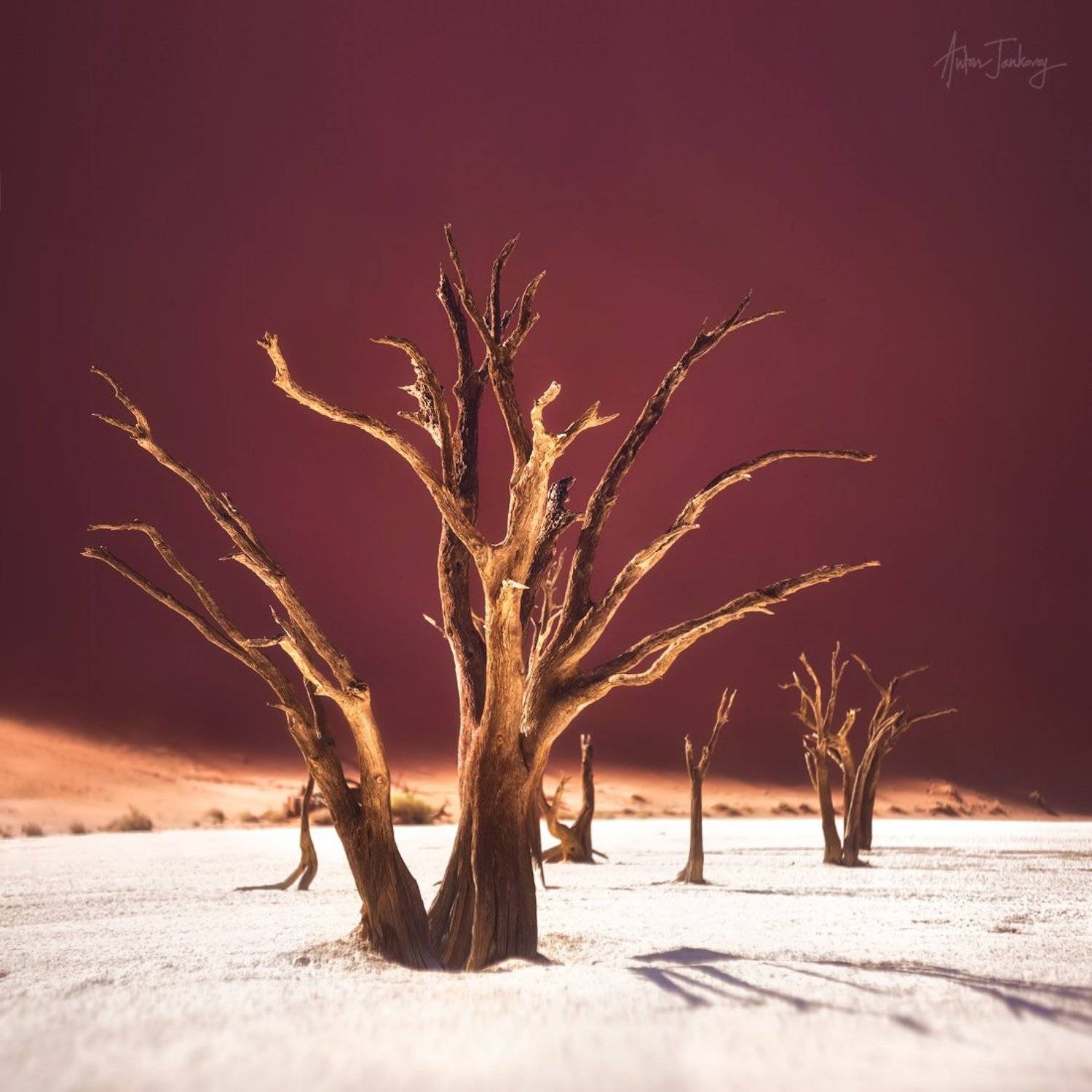 Tree, Sossusvlei, Deadvlei, Namibia, valley, Desert, Namib, sand, dune, dead  Дерево, мертвая долина, Намибия, Намиб, пустыня, дюны, песок, плато, Антон Янковой (www.photo-travel.com)