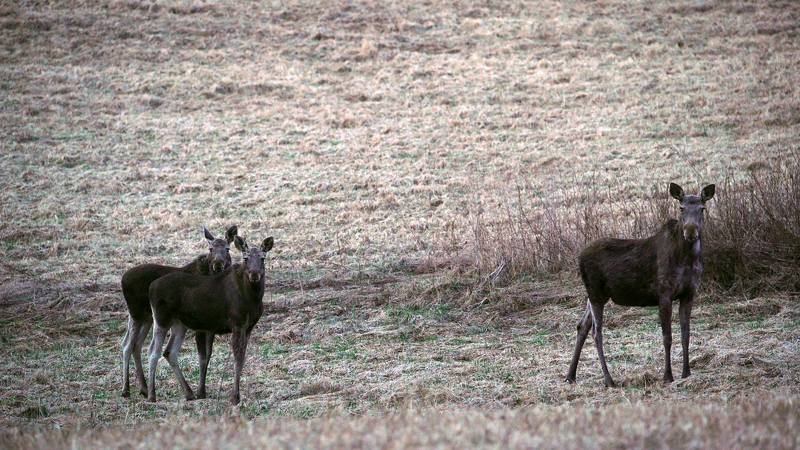 Мама и деткиphoto preview