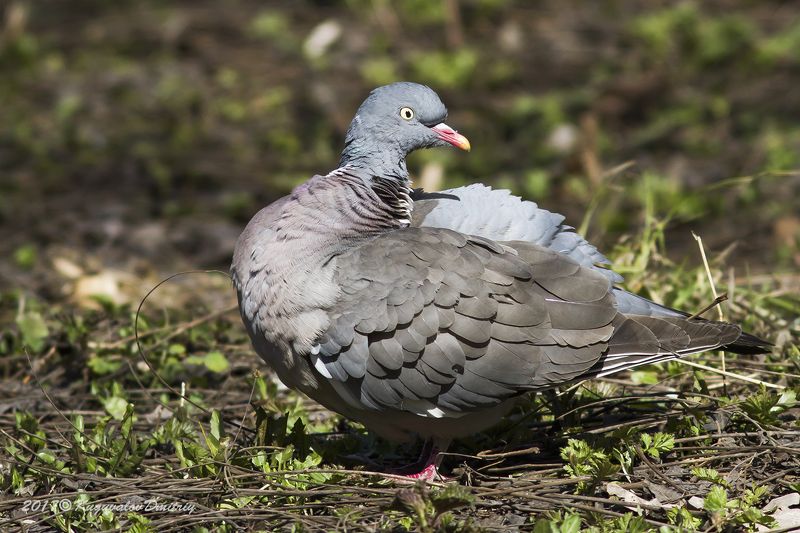 Вяхирьphoto preview