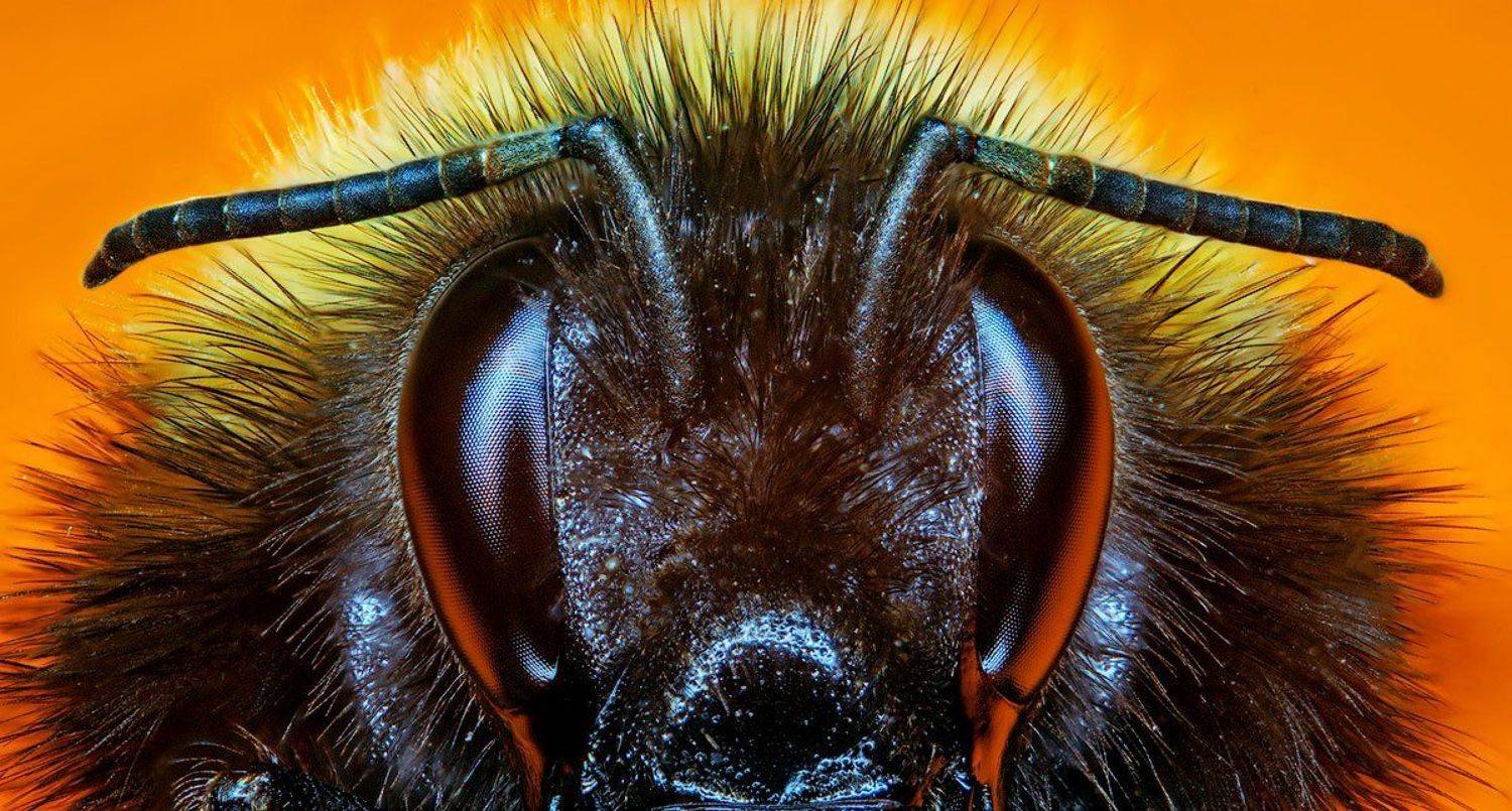 , Владимир Сковородников