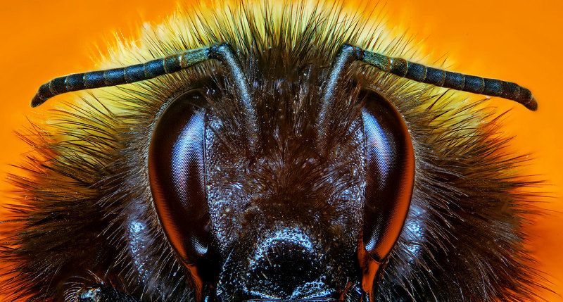 Глаза в глазаphoto preview