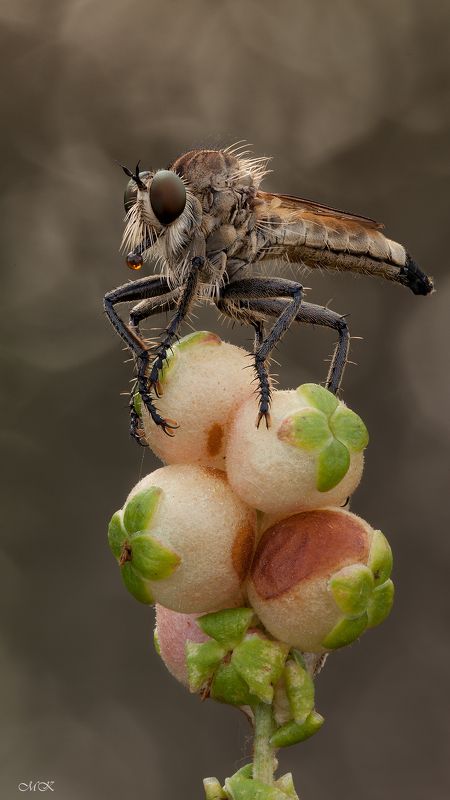 ктырь, asilidae, robber fly Братанphoto preview