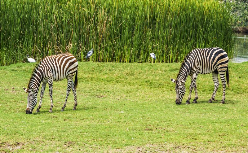 Mirror lifephoto preview