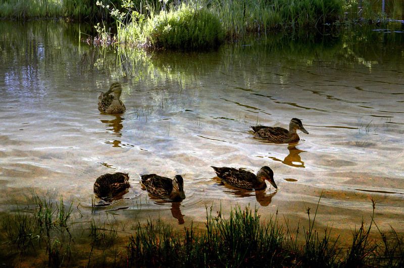 весна, утка, природа веснаphoto preview