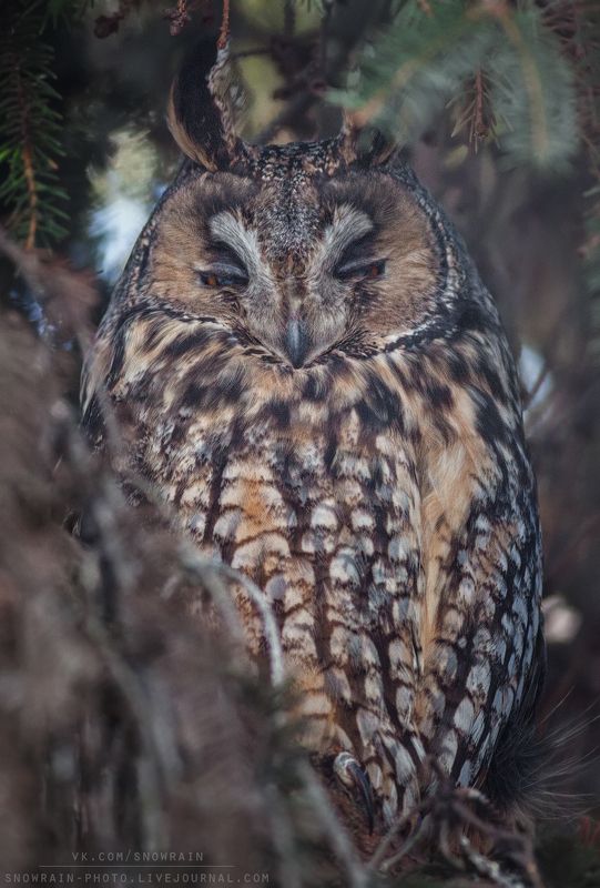 owl, wildlife, wildlife photography, анималистика, сова, фотоохота, birds, nature, птицы Ушастая соваphoto preview