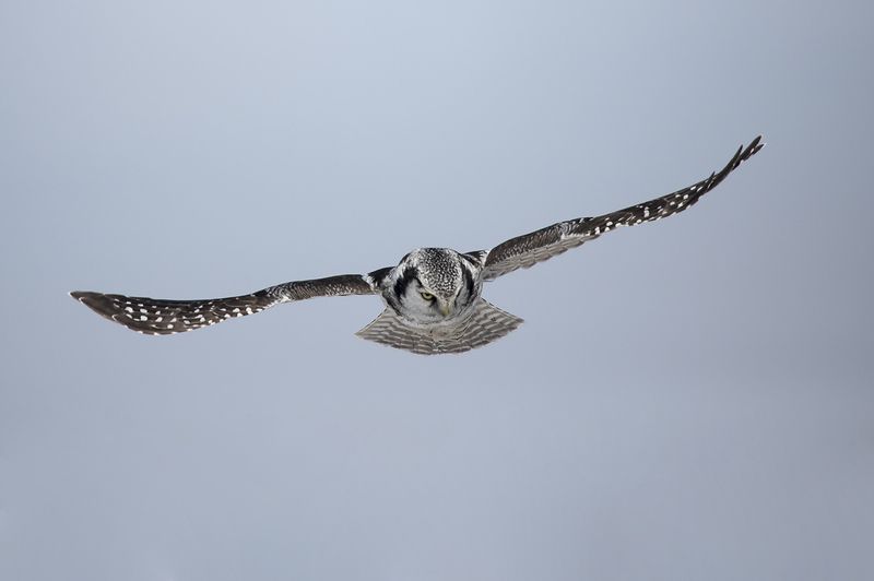 ястребиная соваphoto preview