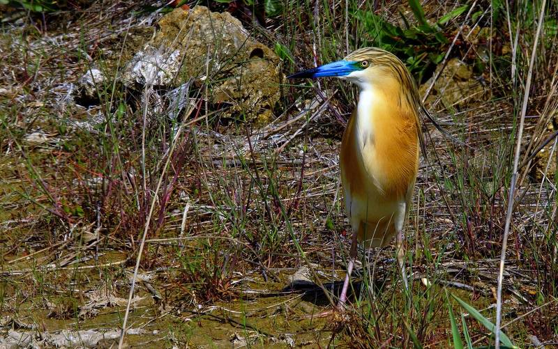 Жёлтая цапля.photo preview