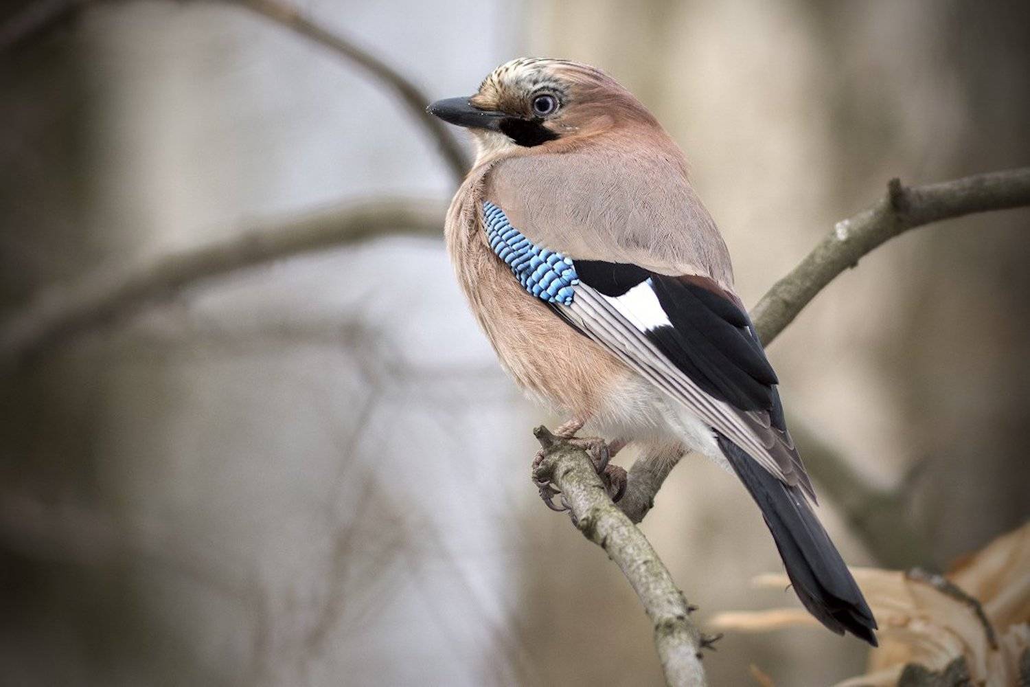 , Руслан Соколов