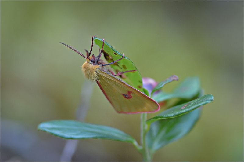 мотылёк Медведица луговаяphoto preview