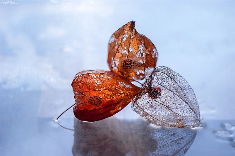 макро,весна,взгляд,физалис, Физалис.photo preview