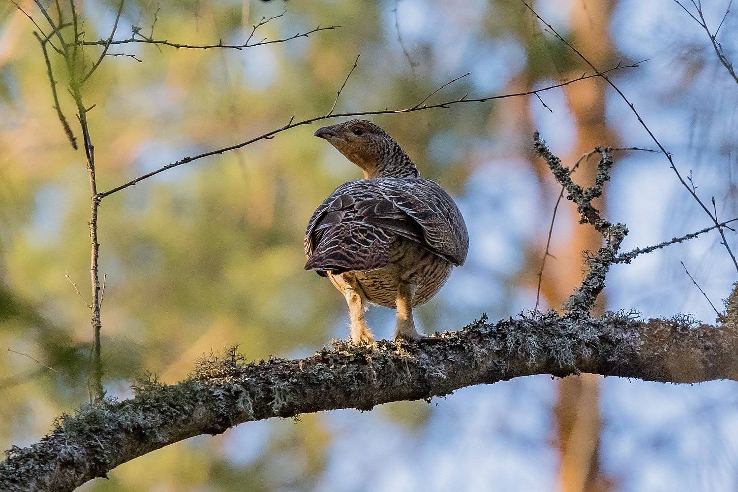 Глухарка. Автор: Андрей Шимчук , Андрей Шимчук