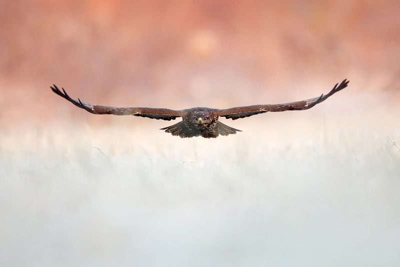 common buzzardphoto preview