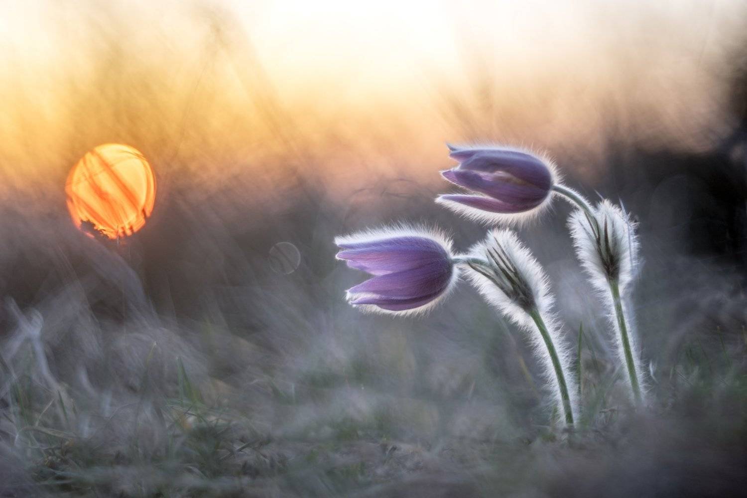 BOW.. Автор: Petr Šedý , Petr Šedý