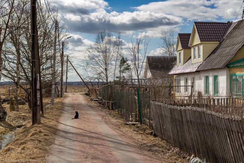 Cat on the Roadphoto preview