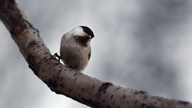 птица, животные, природа, весна ***photo preview