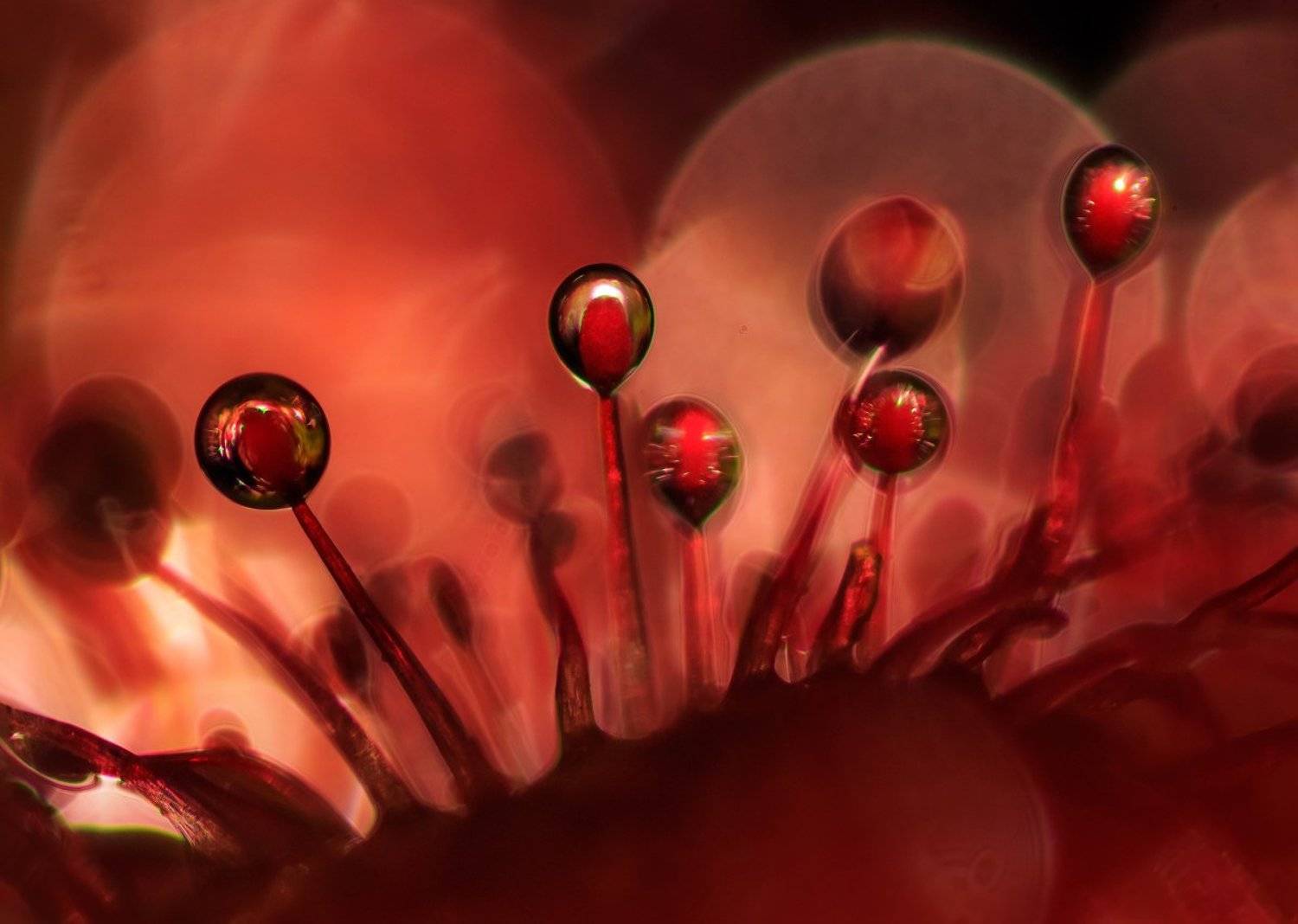 Росянка. Автор: Валерия Зверева , Валерия Зверева