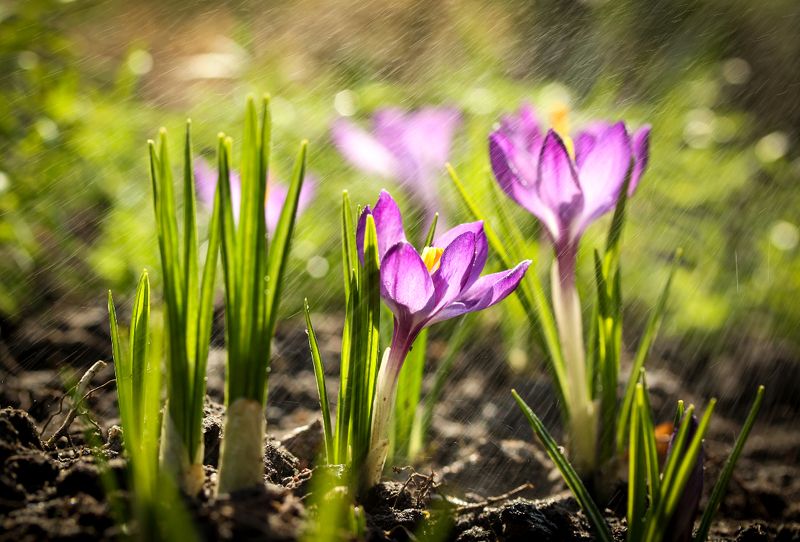 природа, весна, цветы, крокусы, капли Вестники весныphoto preview
