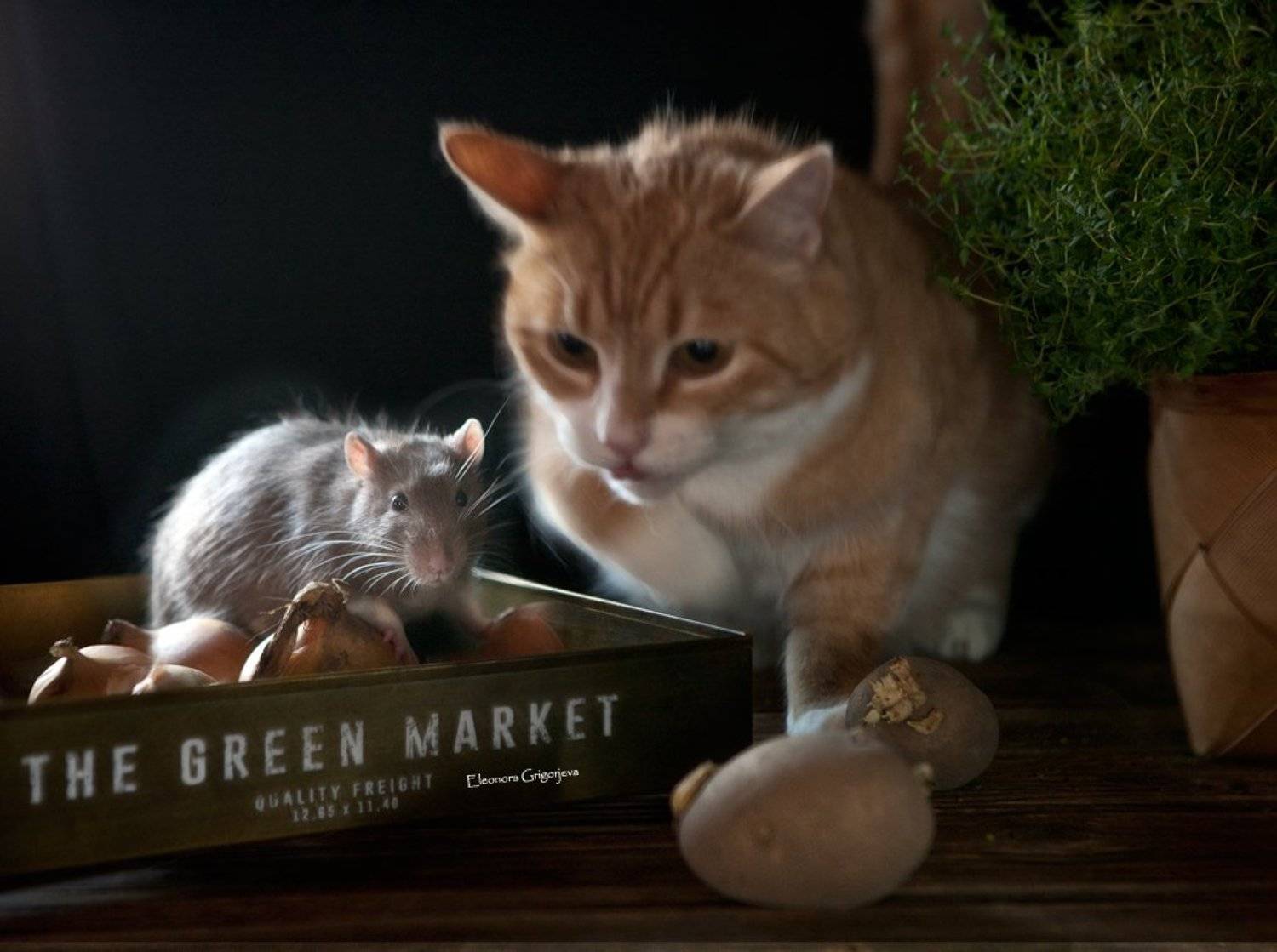 крыса, кошка, натюркотики, домашние животные, Eleonora Grigorjeva