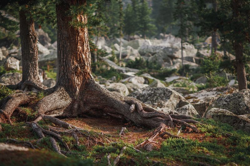 ергаки, саяны, сибирь, россия, закат, озеро, лазурное, красота, горы, пейзаж, тайга Кедрыphoto preview