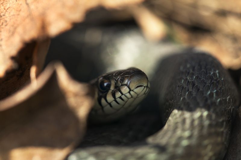 Ужикphoto preview