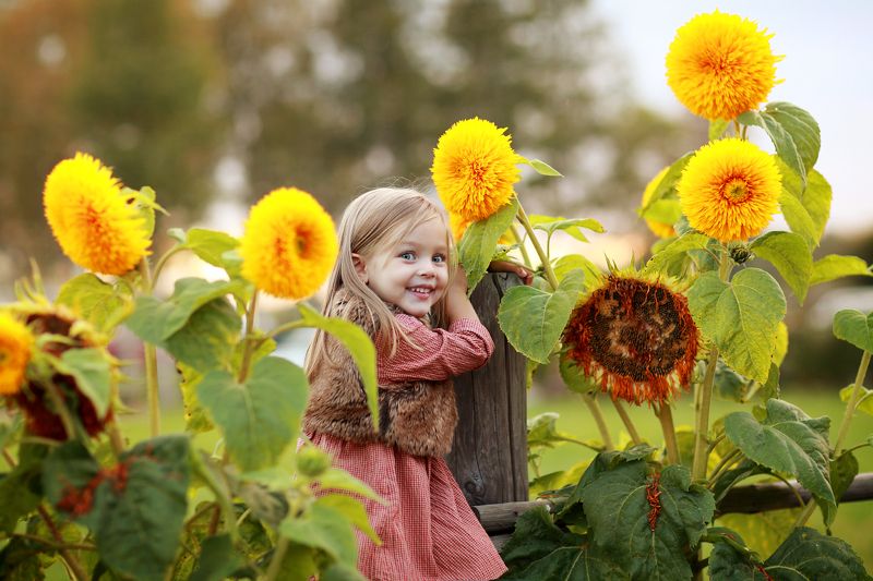 в подсолнухахphoto preview