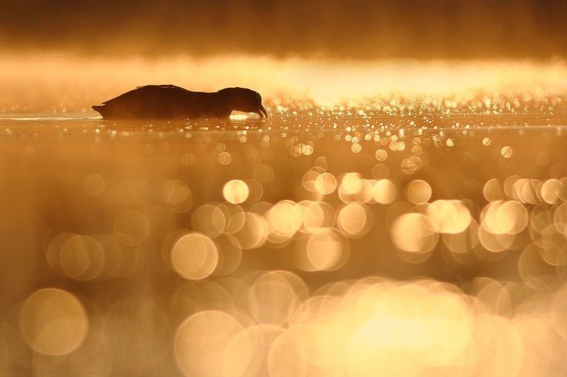 Coot bird in balls фото превью