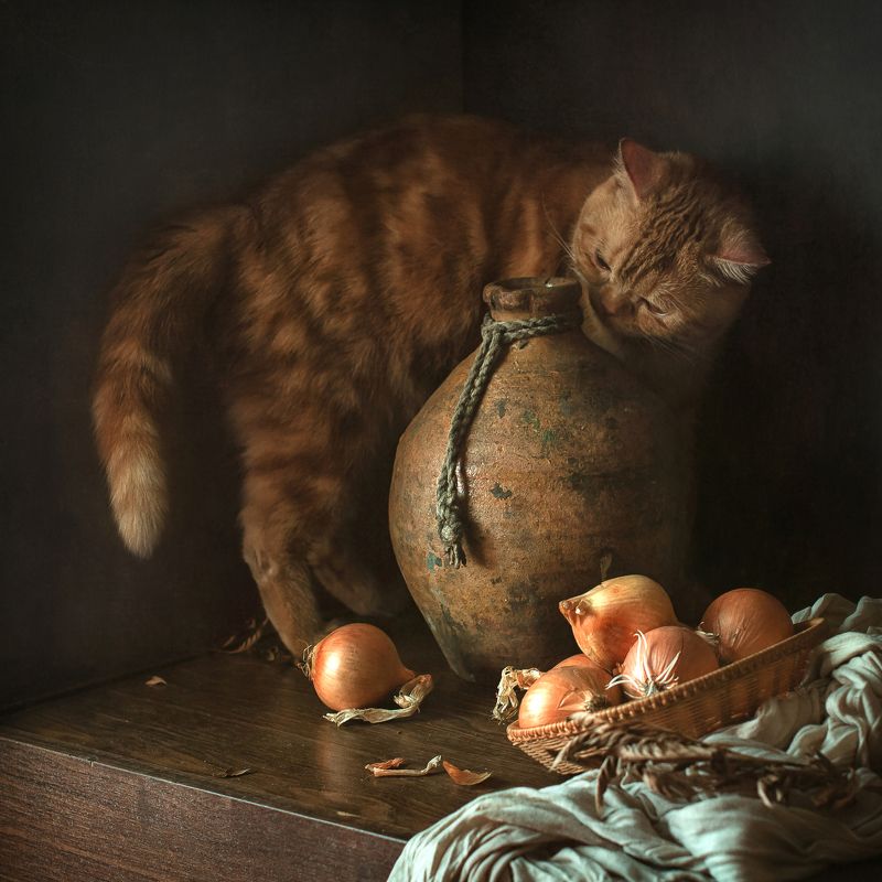 животные, натюрморт, кот, лук Чудо луковоеphoto preview