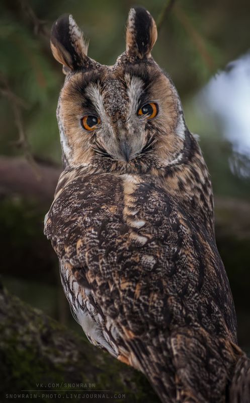 owl, wildlife, wildlife photography, анималистика, сова, фотоохота, birds, nature, птицы Ушастая соваphoto preview