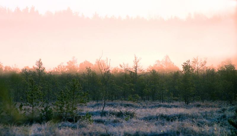 Утро на болоте.photo preview