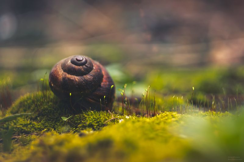 макро, природа, мох, растения, ракушка, улитка, macro, nature, moss, plants, shell, snail в крохотном миреphoto preview