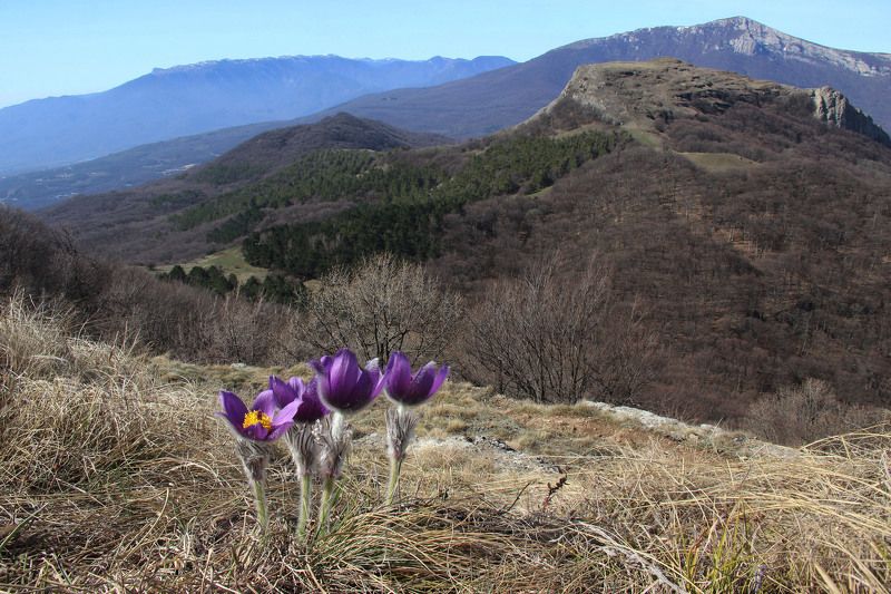 Сон-трава, весна На Северной Демерджиphoto preview