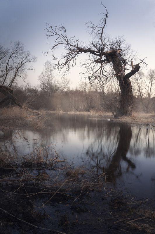 весна, природа, никон, пейзаж, дерево, туман Апрель фото превью