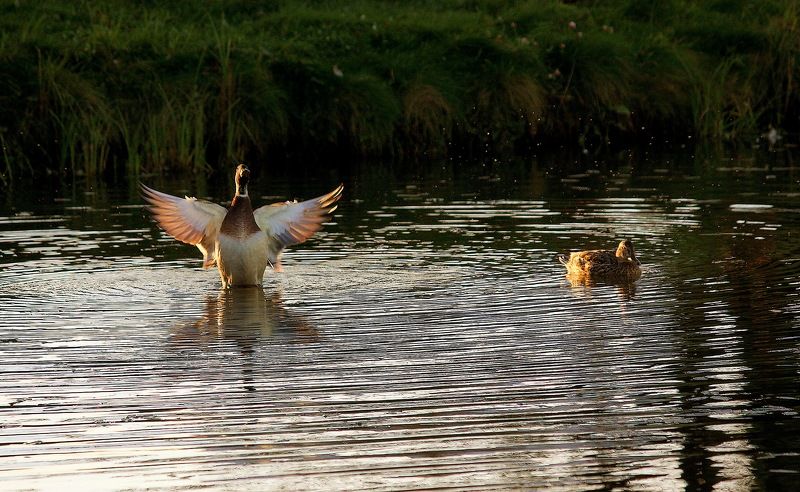 птицы, утки, озеро, кряквы Вот такая рыба была!!!photo preview