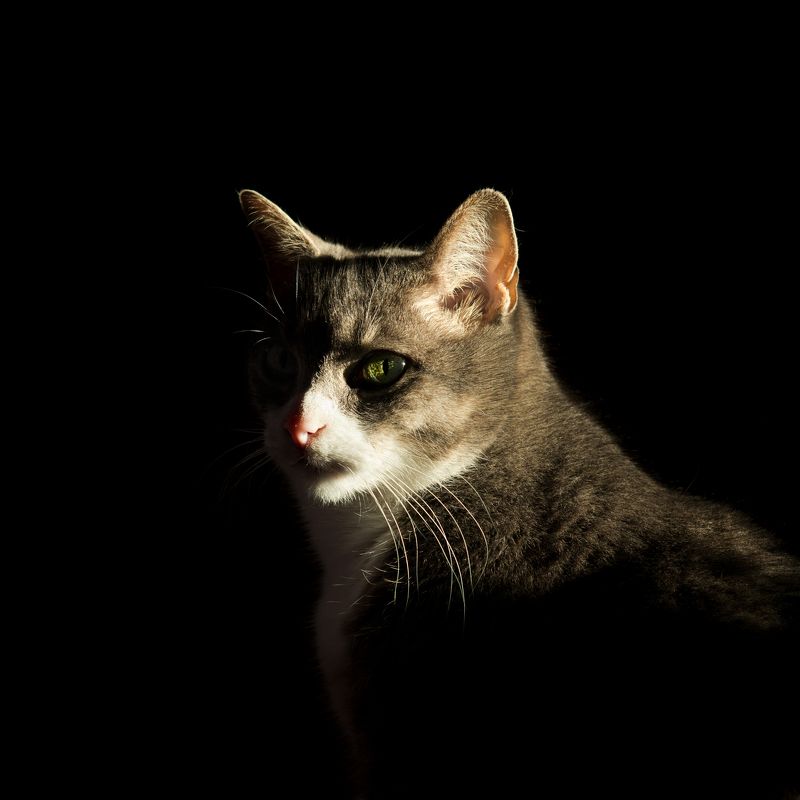 cat Cat Simaphoto preview