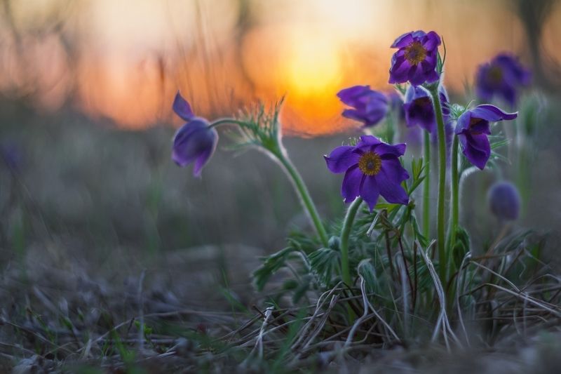 сон трава, сибирские подснежники, закатное солнце, первоцвет Спокойной ночи !!!photo preview