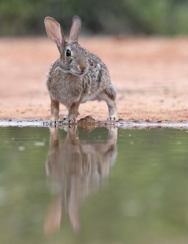 флоридский кролик, eastern cottontail,кролик, tx, texas, cottontail, Флоридский кролик - Eastern cottontailphoto preview