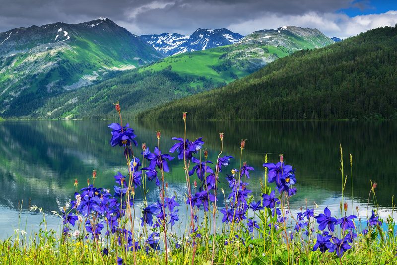 тайменье, алтай, сибирь, катунский заповедник Аквилегииphoto preview